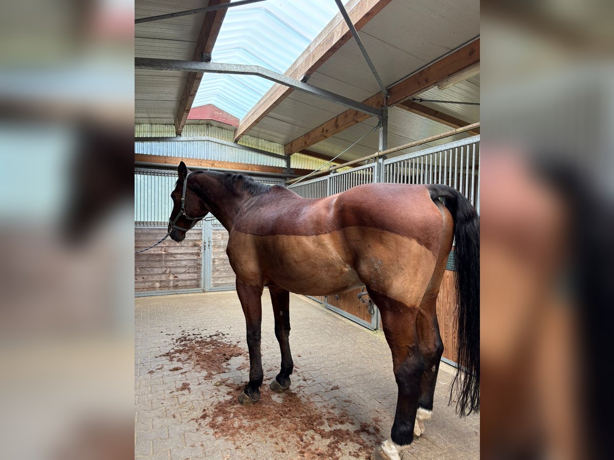 Hannoveraner Stute 7 Jahre 170 cm Hellbrauner in Meddersheim