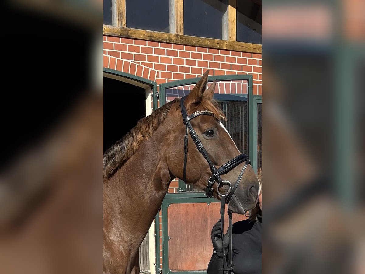 Hannoveraner Stute 7 Jahre 171 cm Dunkelfuchs in Sulingen
