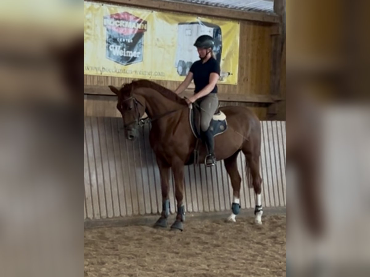 Hannoveraner Stute 7 Jahre 171 cm Fuchs in Schenklengsfeld Hannoveraner Stute 7 Jahre 171 cm Fuchs in Schenklengsfeld