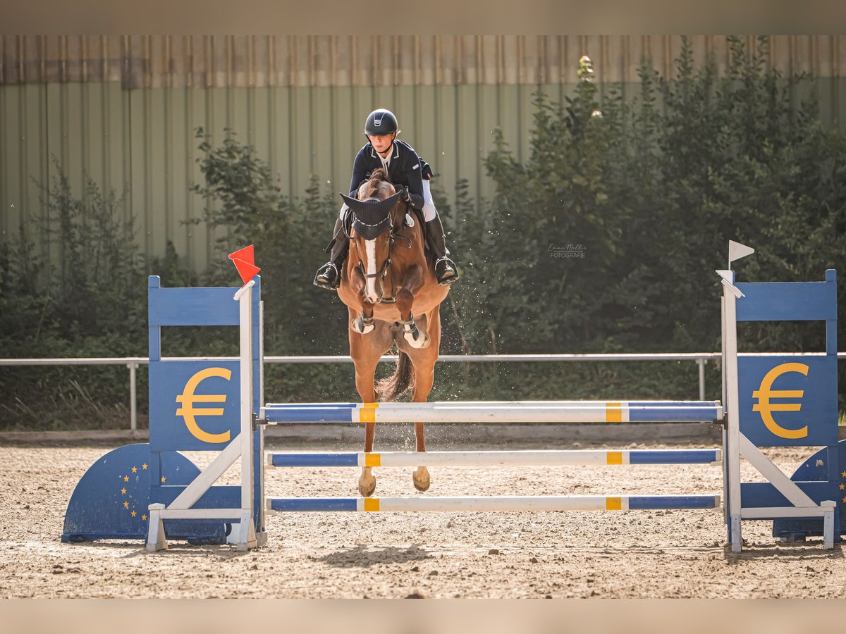 Hannoveraner Stute 7 Jahre 172 cm Fuchs in Alheim