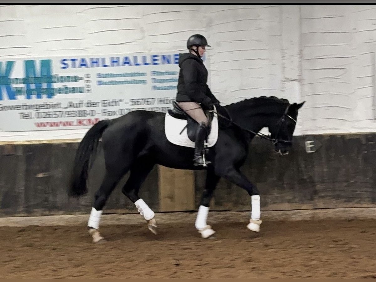 Hannoveraner Stute 7 Jahre 174 cm Rappe in Anschau