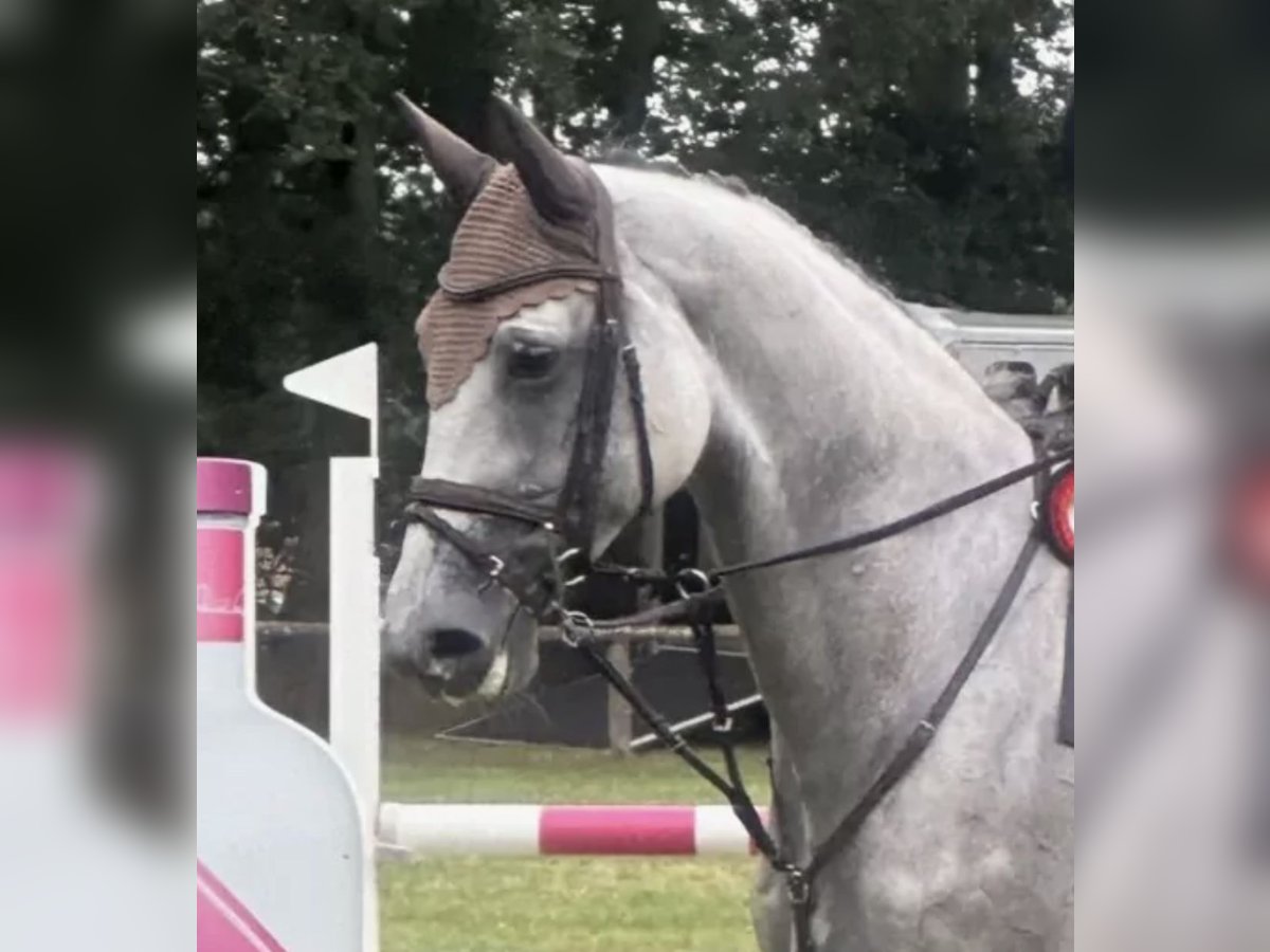 Hannoveraner Stute 7 Jahre 175 cm Schimmel in Lassahn Hannoveraner Stute 7 Jahre 175 cm Schimmel in Lassahn