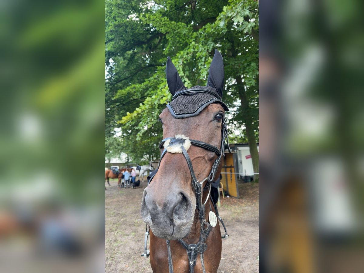 Hannoveraner Stute 7 Jahre Dunkelbrauner in Wardenburg