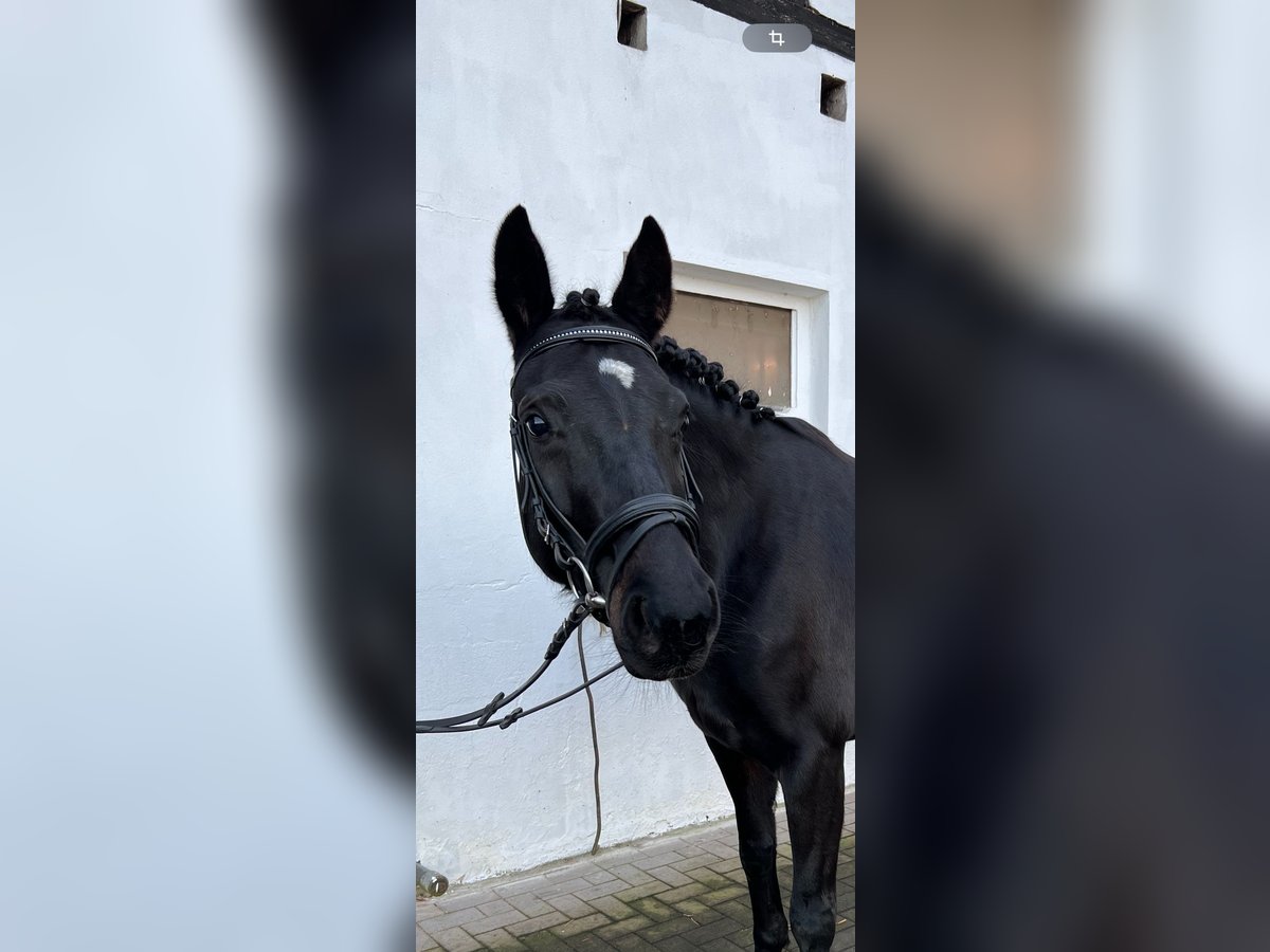 Hannoveraner Stute 8 Jahre 156 cm Rappe in Dahlenburg