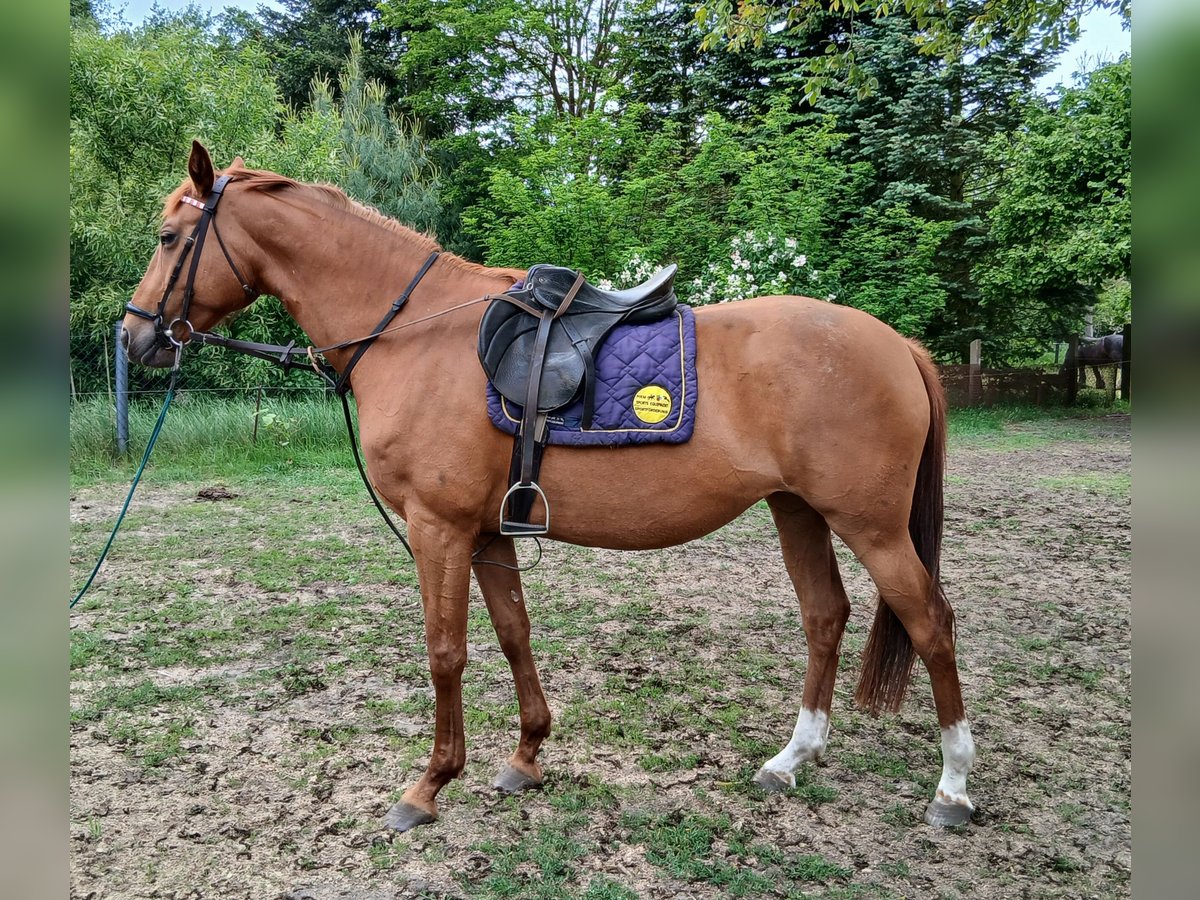 Hannoveraner Stute 8 Jahre 163 cm Fuchs in Neuferchau