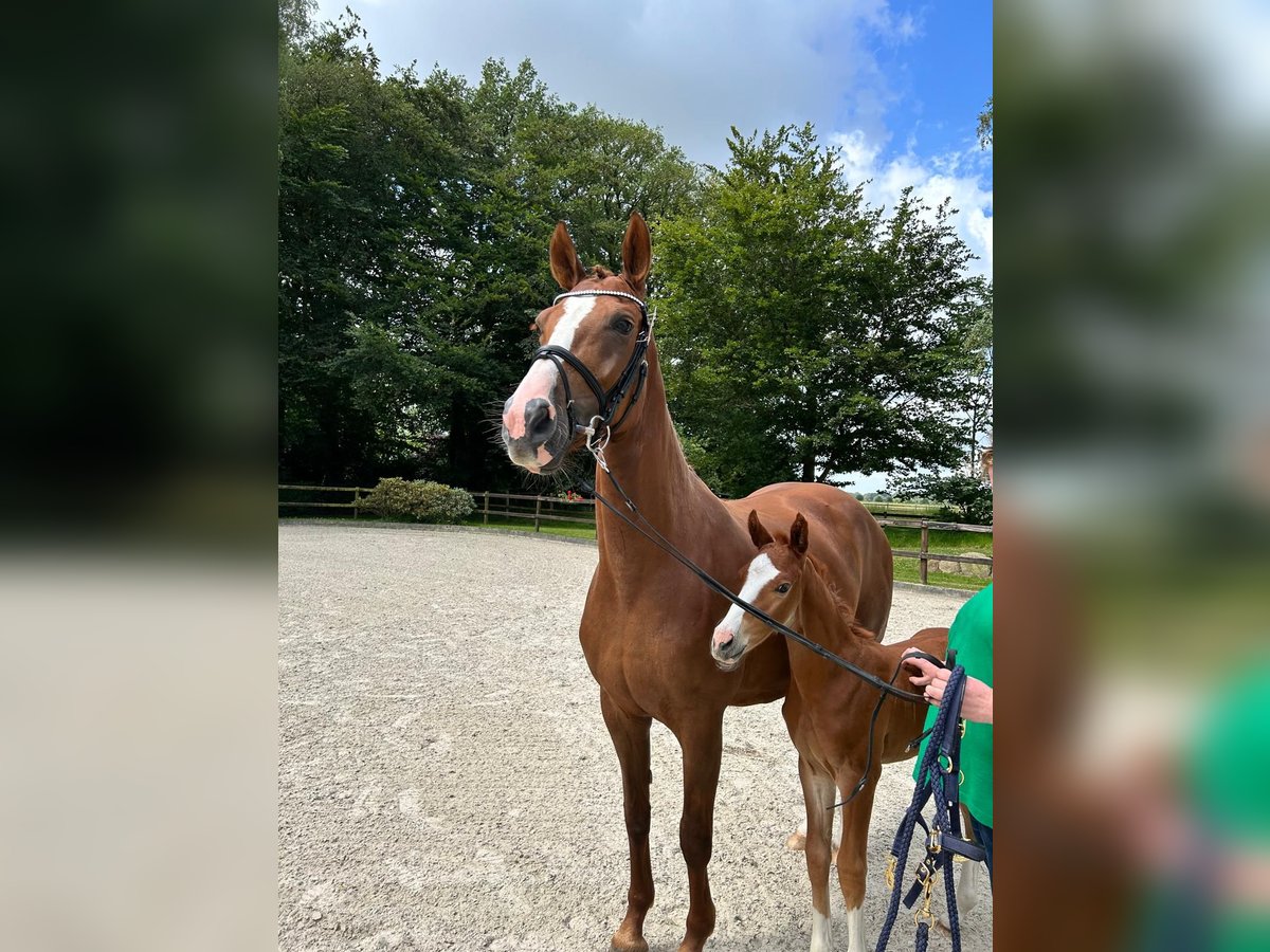 Hannoveraner Stute 8 Jahre 163 cm Fuchs in Bad Bentheim