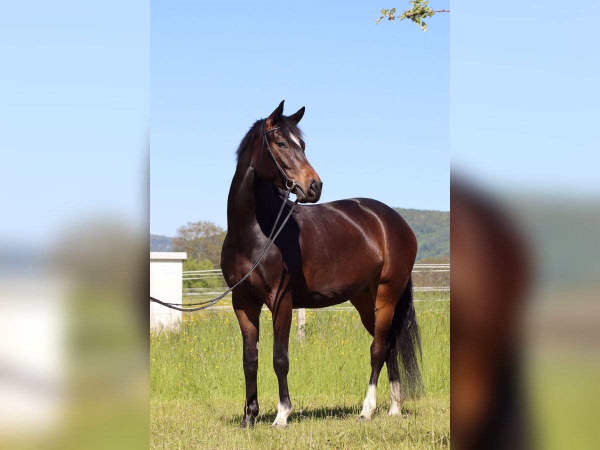 Hannoveraner Stute 8 Jahre 165 cm Dunkelbrauner in Pfullingen