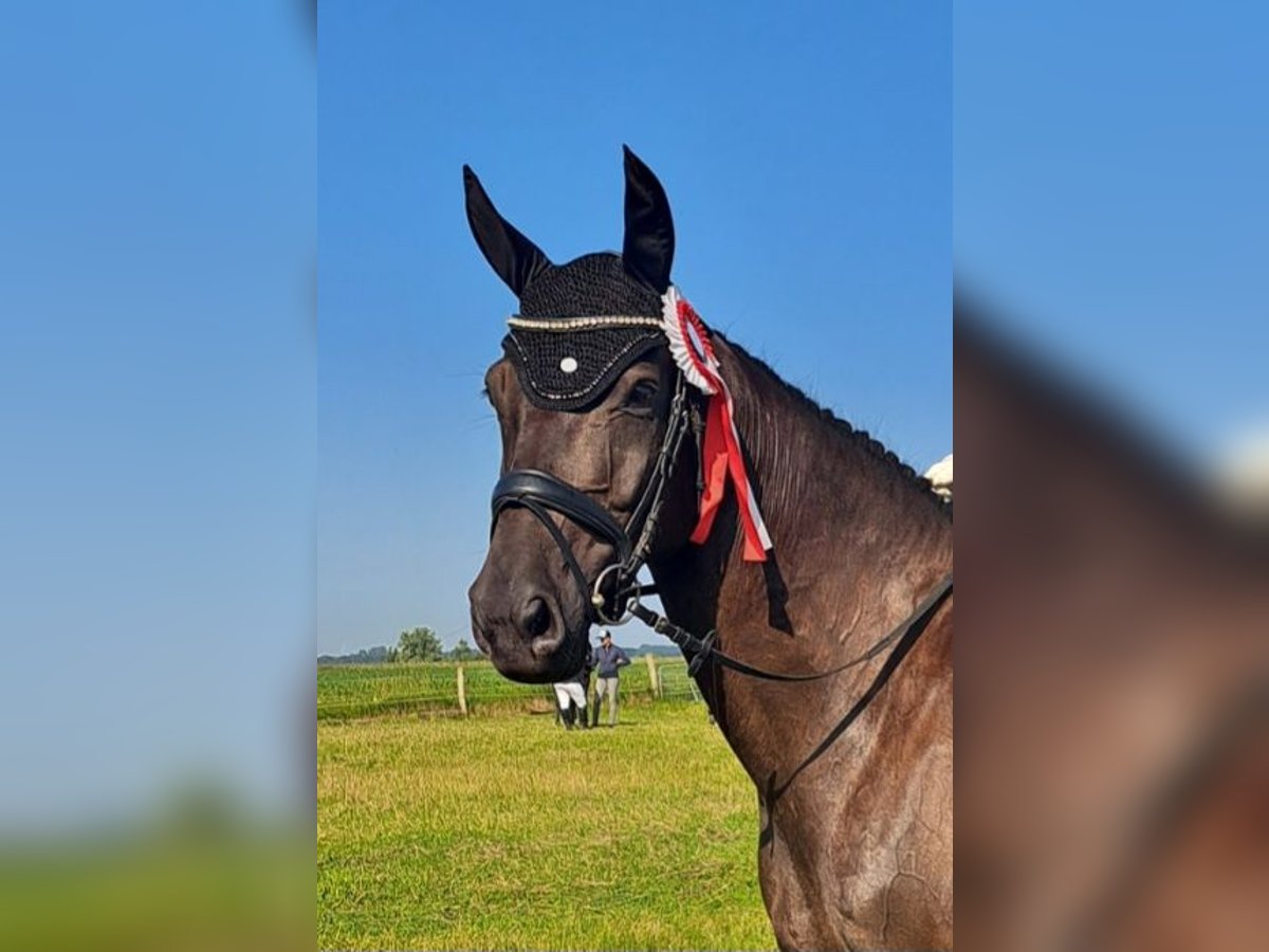 Hannoveraner Stute 8 Jahre 165 cm Schwarzbrauner in Gettorf