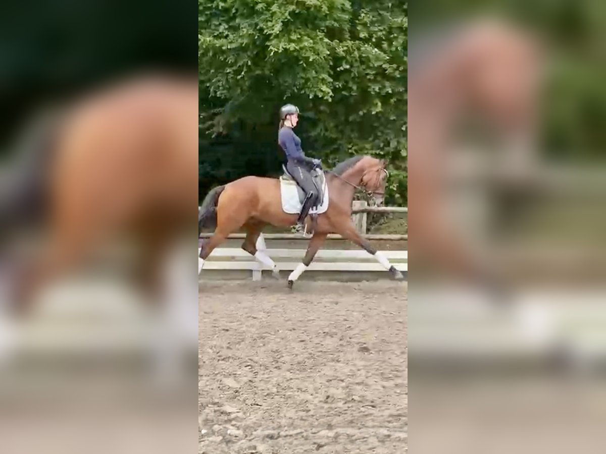 Hannoveraner Stute 8 Jahre 166 cm Brauner in Krefeld