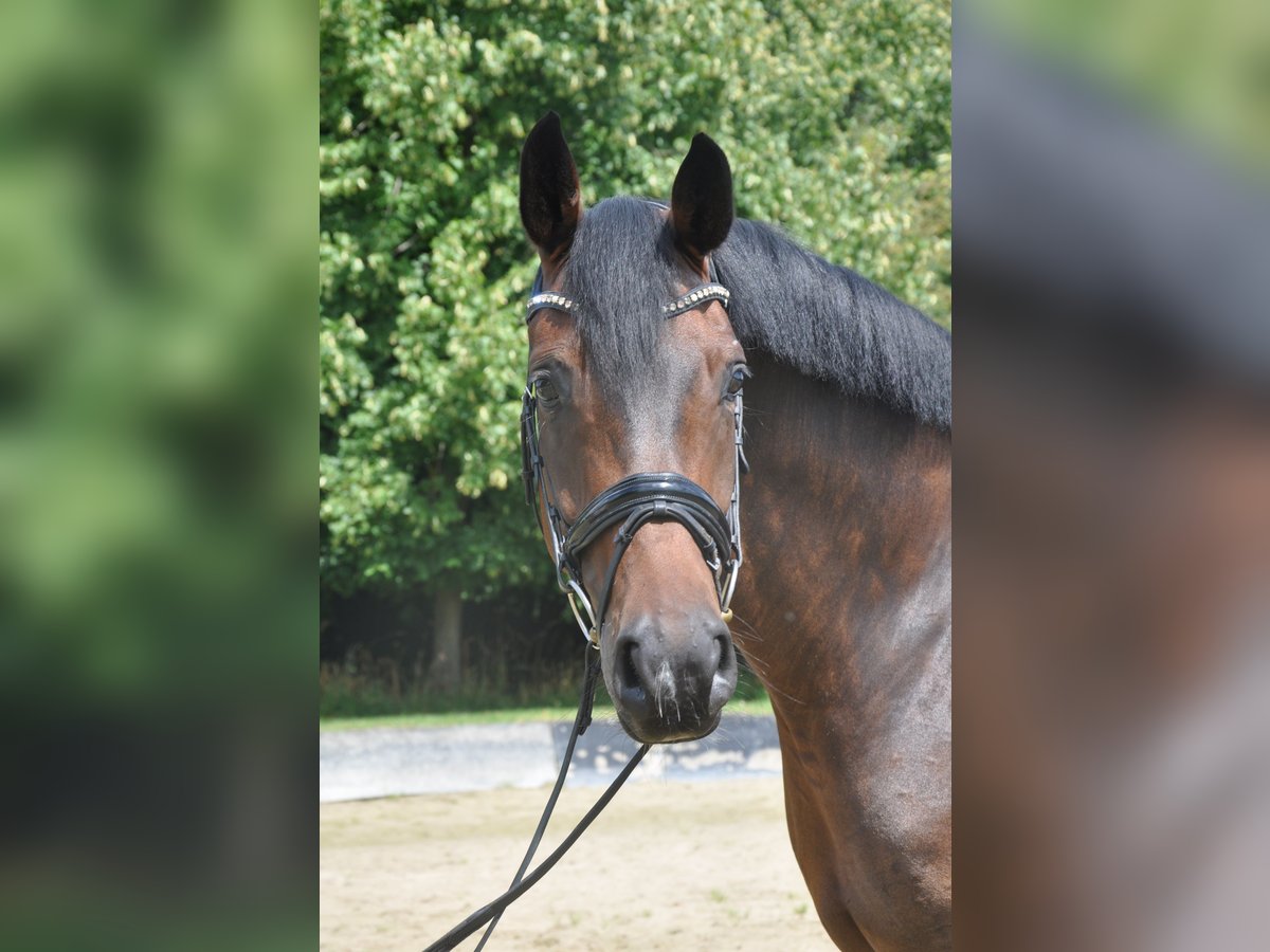 Hannoveraner Stute 8 Jahre 166 cm Brauner in Rees