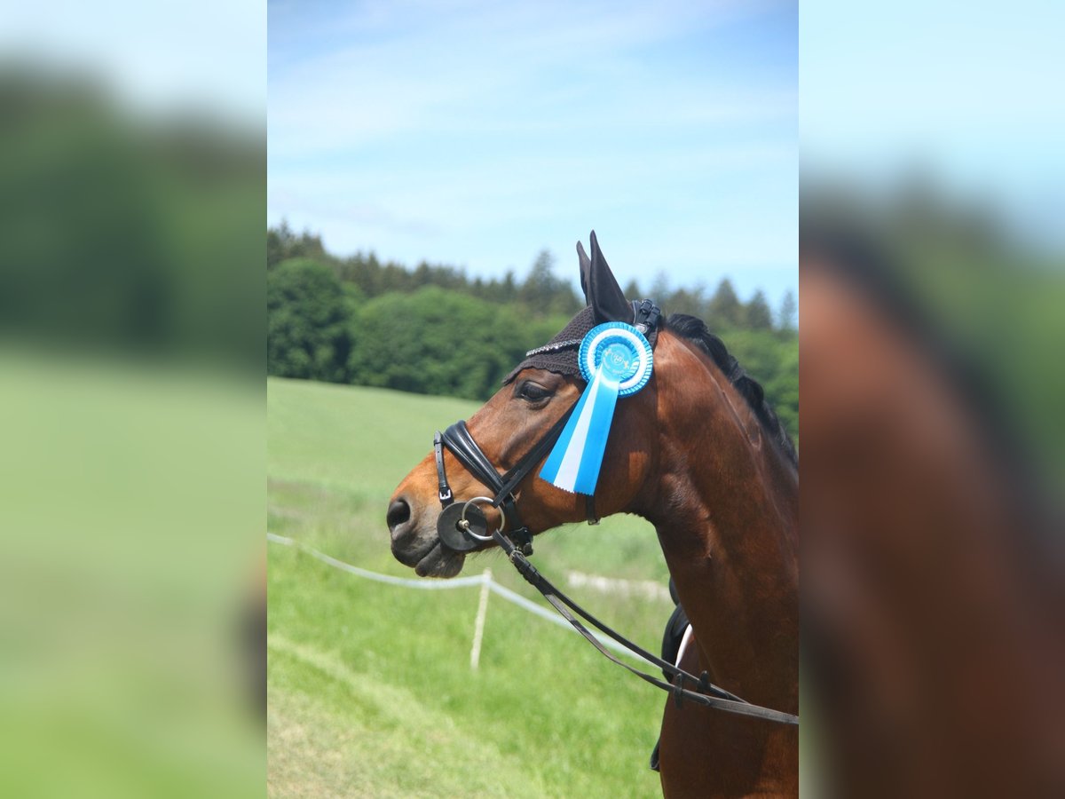 Hannoveraner Stute 8 Jahre 167 cm Brauner in Raubling