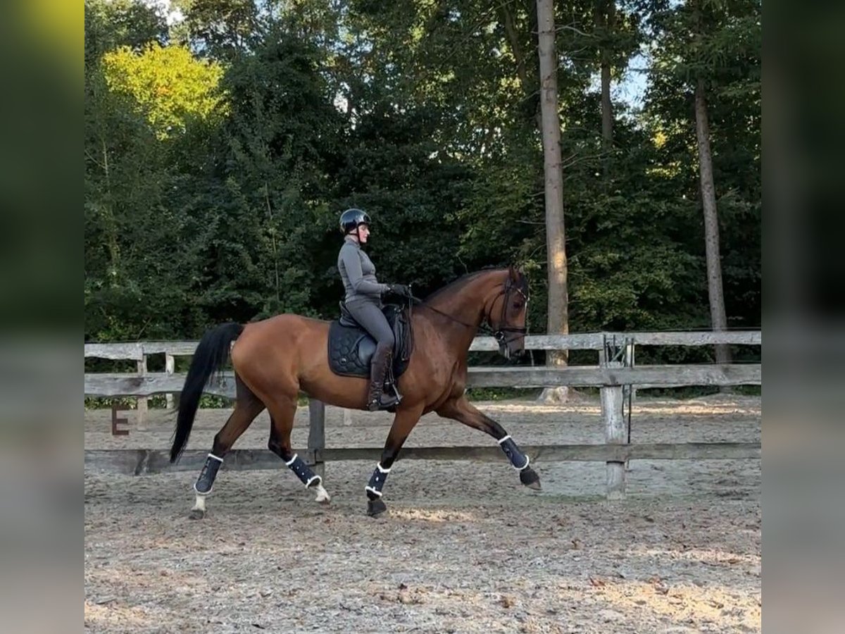 Hannoveraner Stute 8 Jahre 167 cm Brauner in Friesoythe