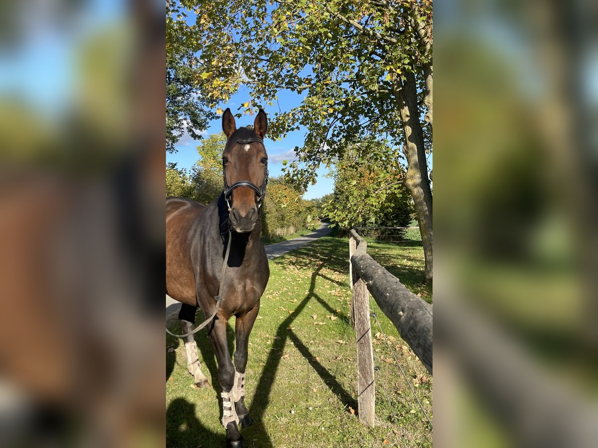 Hannoveraner Stute 8 Jahre 167 cm Brauner in Juliusburg