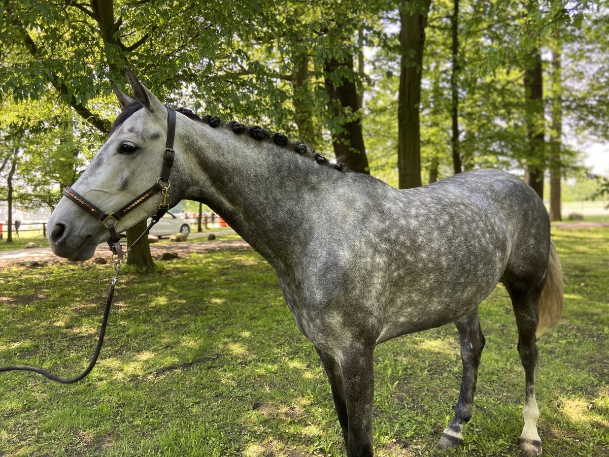 Hannoveraner Stute 8 Jahre 167 cm Schimmel in Warendorf