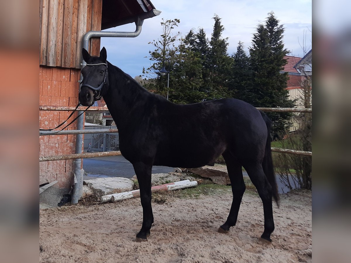 Hannoveraner Stute 8 Jahre 167 cm Schwarzbrauner in Kreuzebra