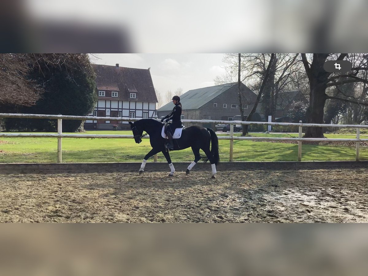 Hannoveraner Stute 8 Jahre 167 cm Schwarzbrauner in Meinerzhagen Hannoveraner Stute 8 Jahre 167 cm Schwarzbrauner in Meinerzhagen