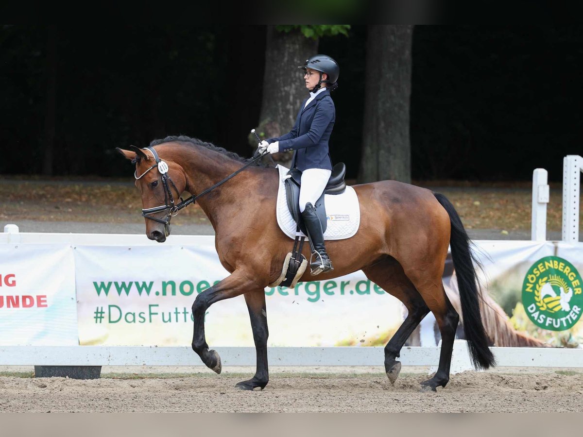 Hannoveraner Stute 8 Jahre 168 cm Brauner in Selfkant