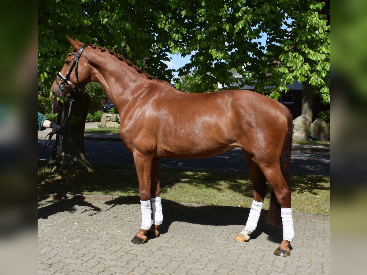 Hannoveraner Stute 8 Jahre 168 cm Fuchs in Fredenbeck