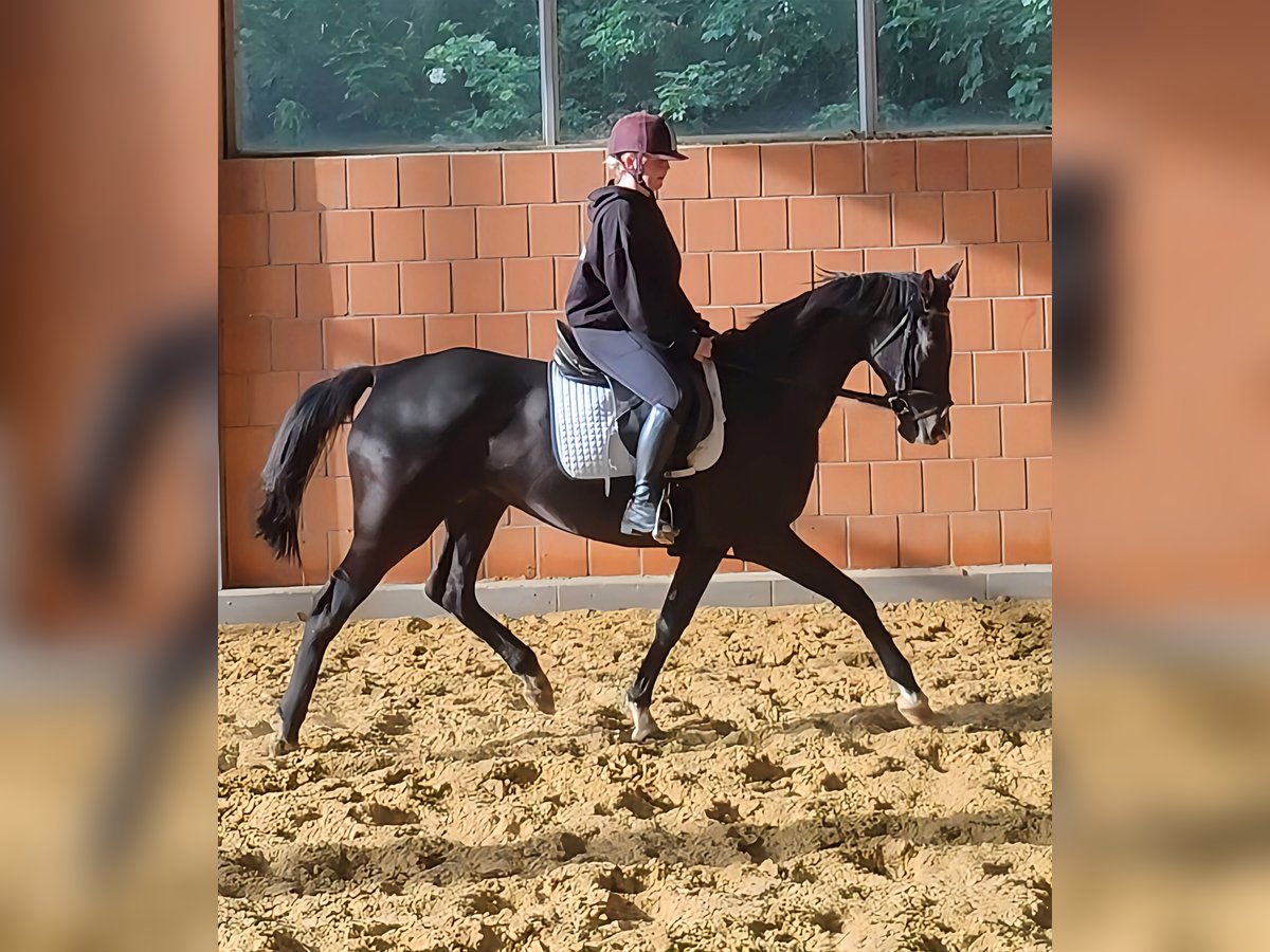 Hannoveraner Stute 8 Jahre 168 cm Rappe in Lage