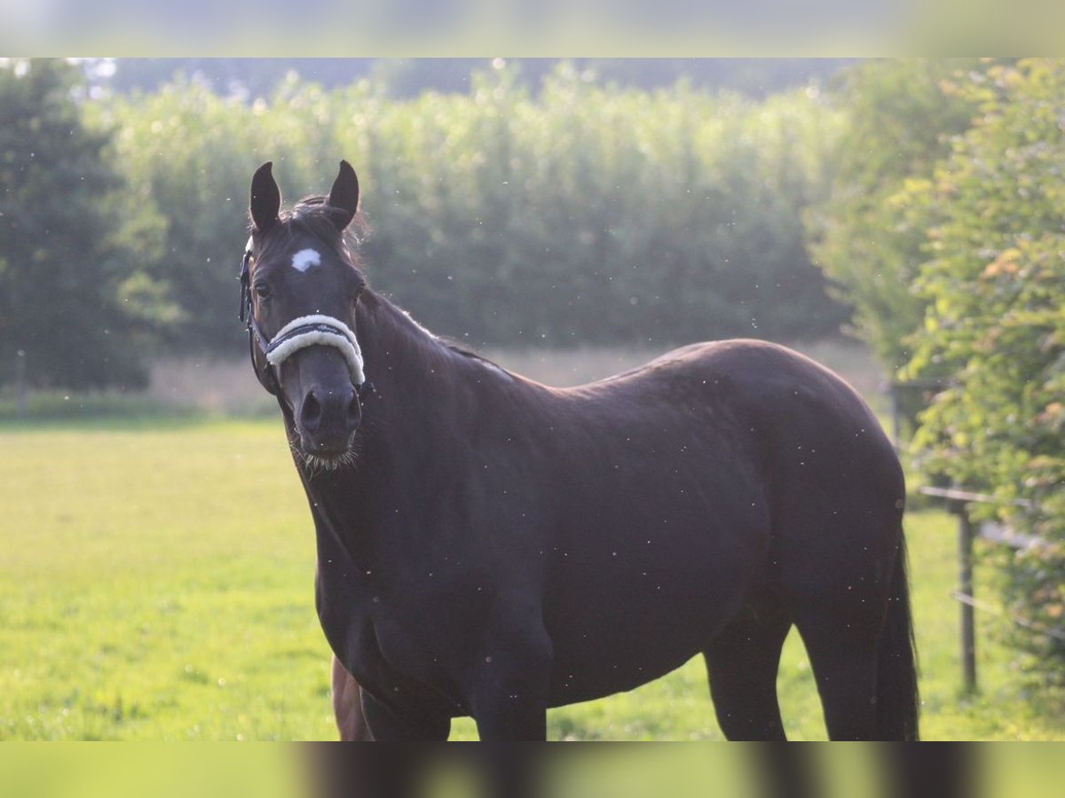 Hannoveraner Stute 8 Jahre 168 cm Rappe in Bassum
