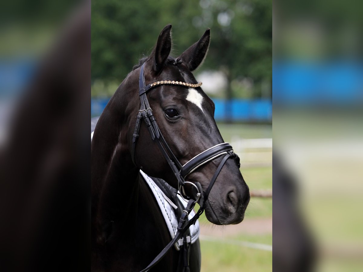 Hannoveraner Stute 8 Jahre 168 cm Rappe in Altenstadt