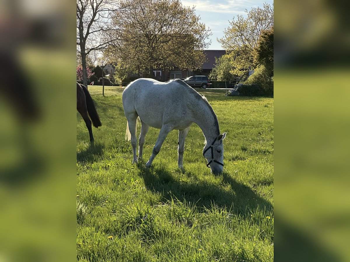 Hannoveraner, Stute in Wahrenholz
