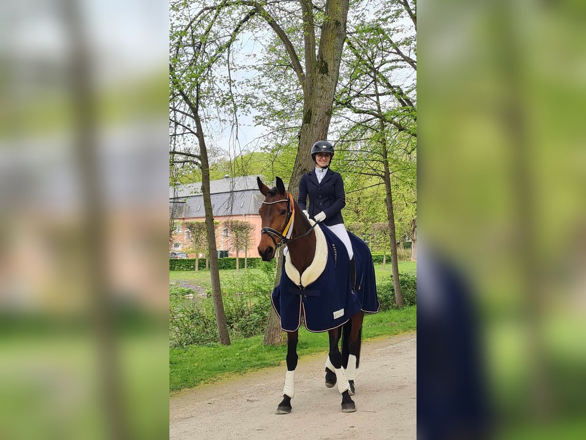 Hannoveraner Stute 8 Jahre 170 cm Brauner in Selfkant