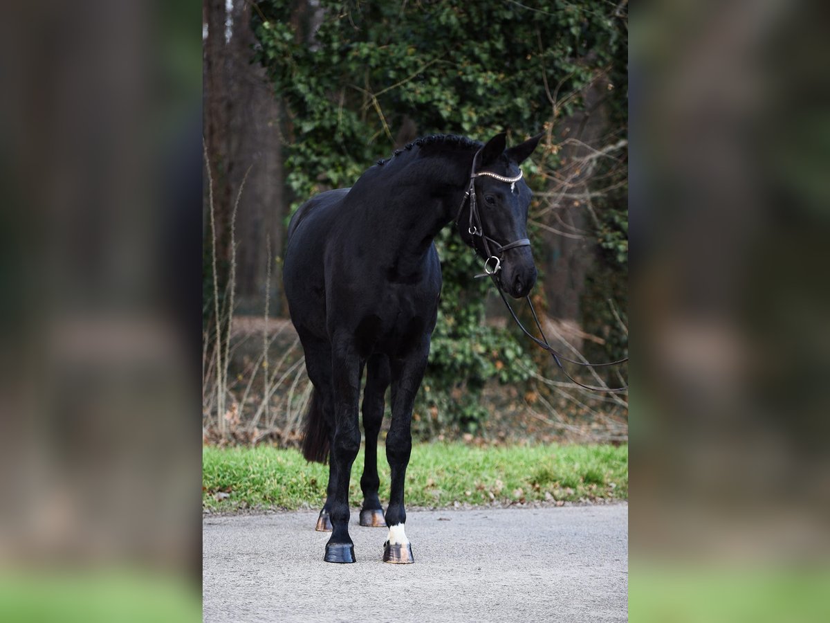 Hannoveraner Stute 8 Jahre 170 cm Rappe in Békésszentandrás