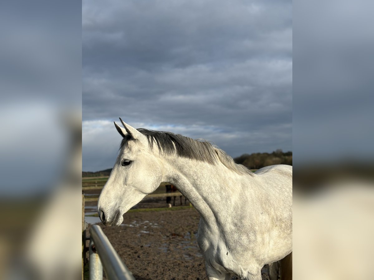 Hannoveraner Stute 8 Jahre 173 cm Schimmel in Uelzen