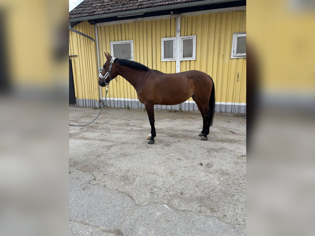 Hannoveraner Stute 8 Jahre Brauner in Kirchberg-Thening