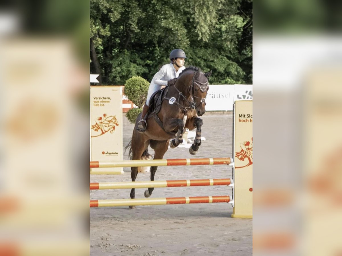 Hannoveraner Stute 9 Jahre 160 cm in Herford