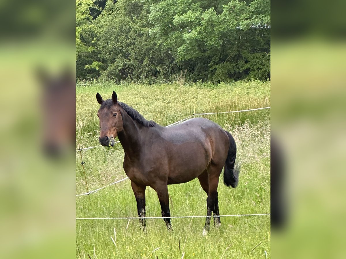 Hannoveraner Stute 9 Jahre 162 cm Dunkelbrauner in Knüllwald