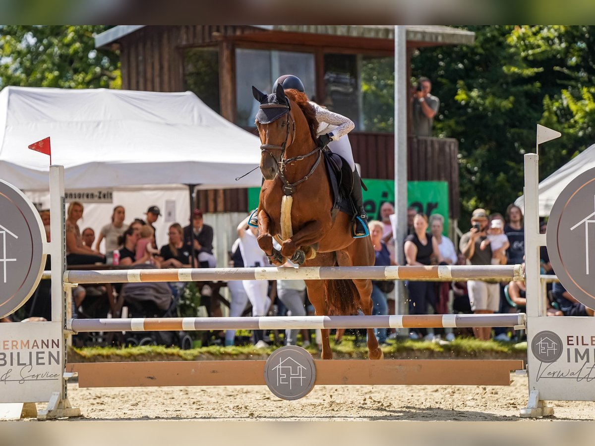 Hannoveraner Stute 9 Jahre 162 cm Dunkelfuchs in Castrop-Rauxel