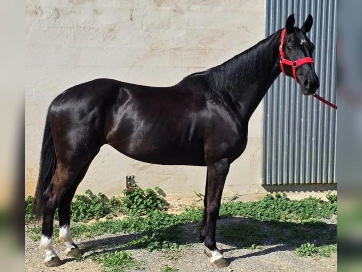 Hannoveraner Stute 9 Jahre 162 cm Rappe in Pedrinya (Ajuntament Crespia)