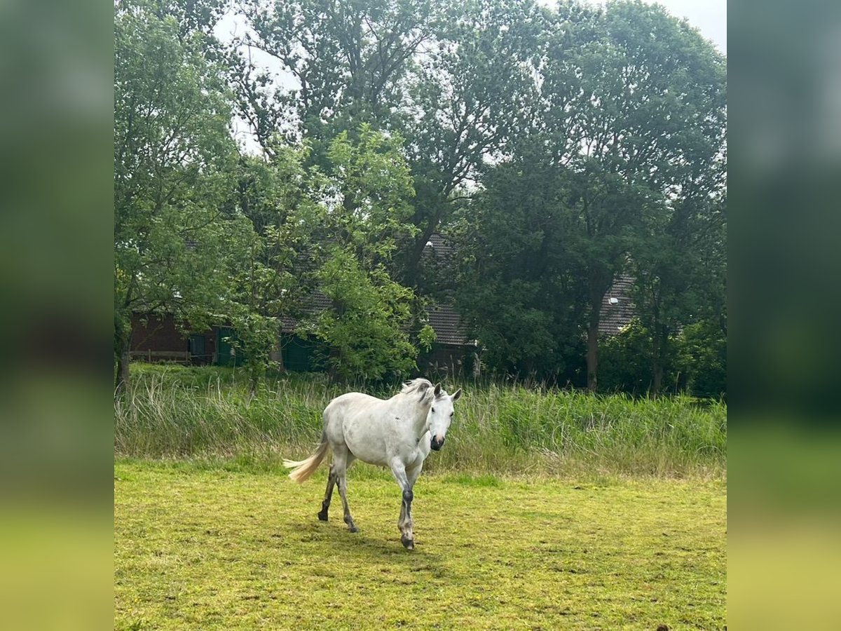 Hannoveraner Stute 9 Jahre 164 cm Schimmel in Butjadingen