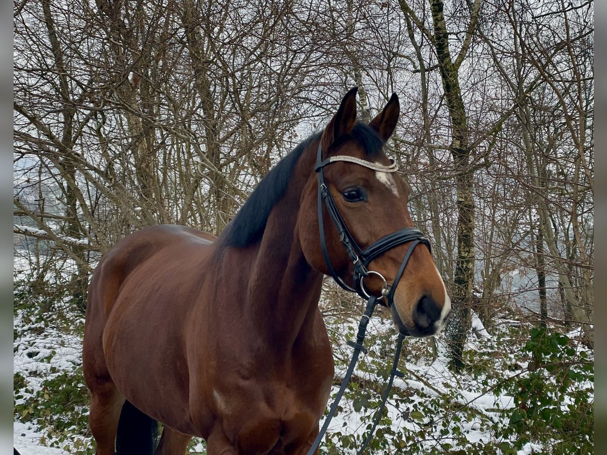 Hannoveraner Stute 9 Jahre 165 cm Brauner in Overath