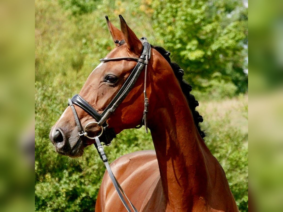 Hannoveraner Stute 9 Jahre 165 cm Brauner in Telgte