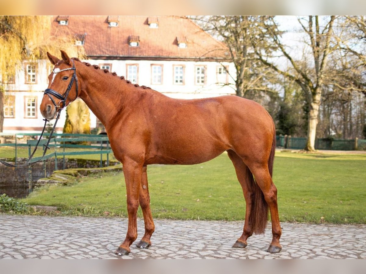Hannoveraner Stute 9 Jahre 165 cm Fuchs in Dassel