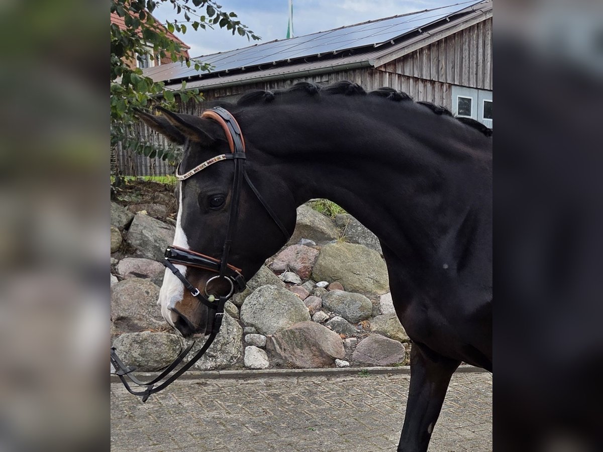 Hannoveraner Stute 9 Jahre 167 cm Brauner in Gnarrenburg