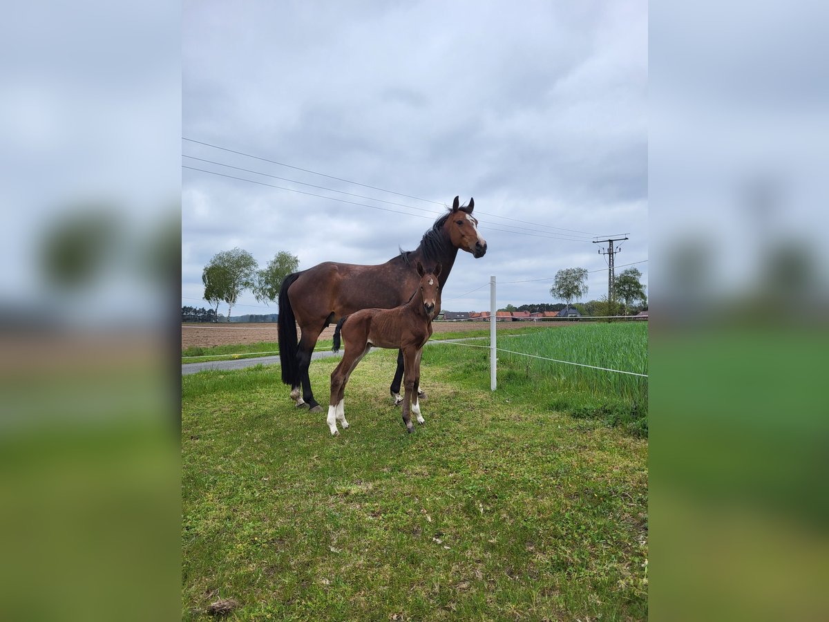 Hannoveraner Stute 9 Jahre 167 cm Dunkelbrauner in Wrestedt