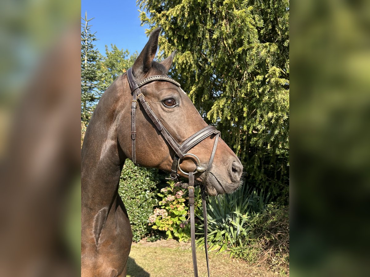 Hannoveraner Stute 9 Jahre 168 cm Dunkelbrauner in Herzlake Hannoveraner Stute 9 Jahre 168 cm Dunkelbrauner in Herzlake