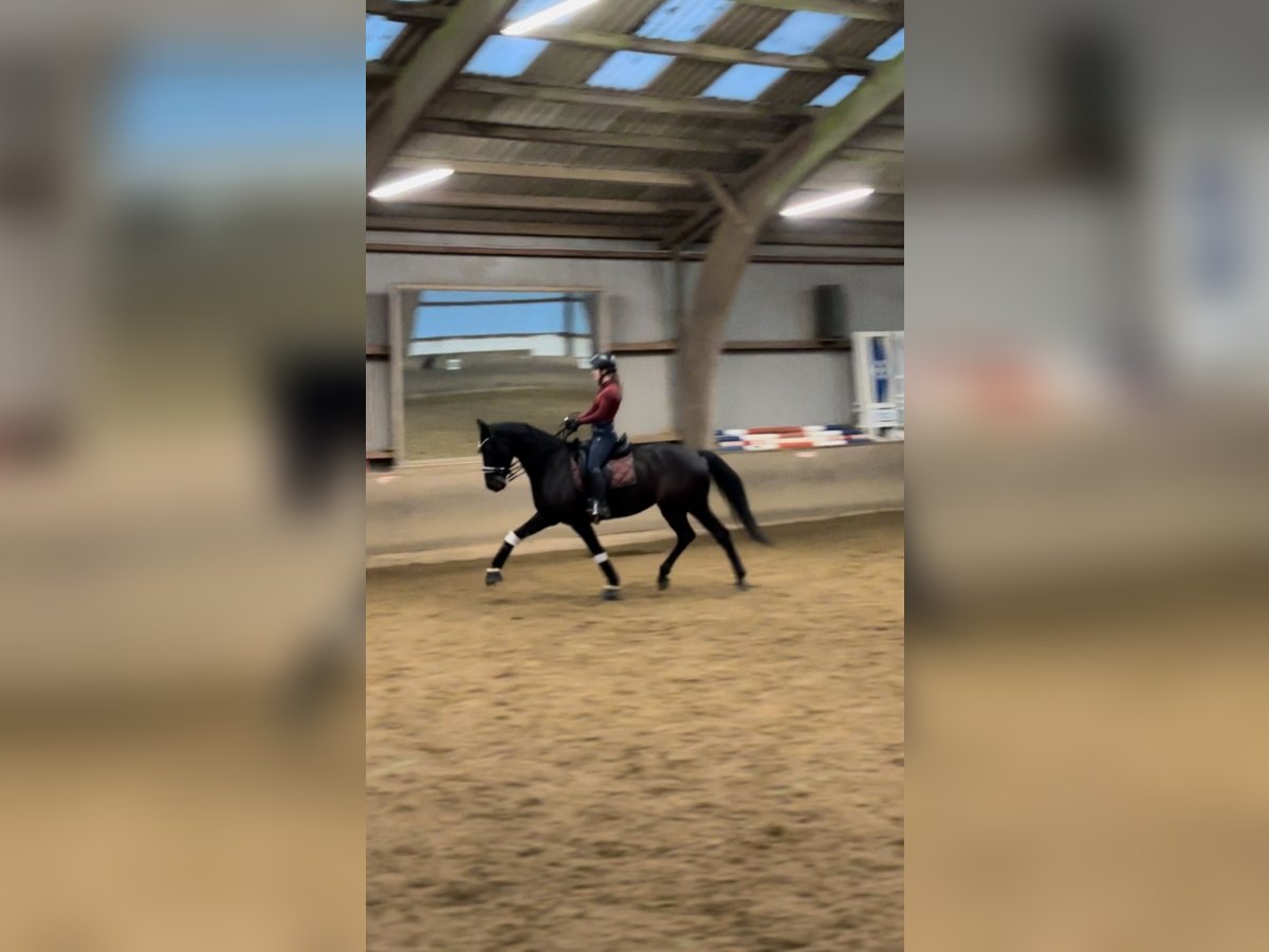 Hannoveraner Stute 9 Jahre 168 cm Rappe in Bim&#xF6;hlen