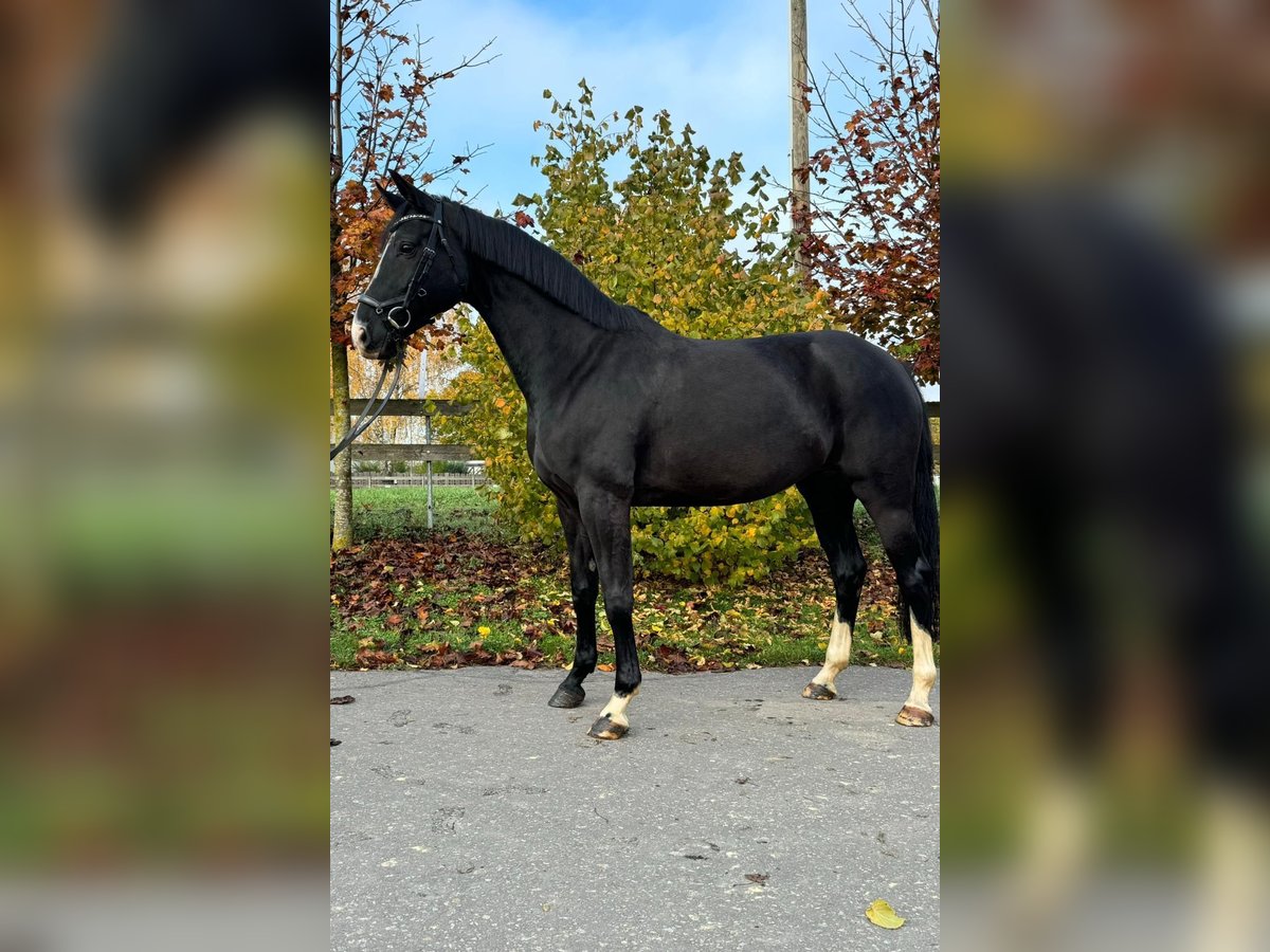 Hannoveraner Stute 9 Jahre 168 cm Rappe in Leinefelde OT Birkungen