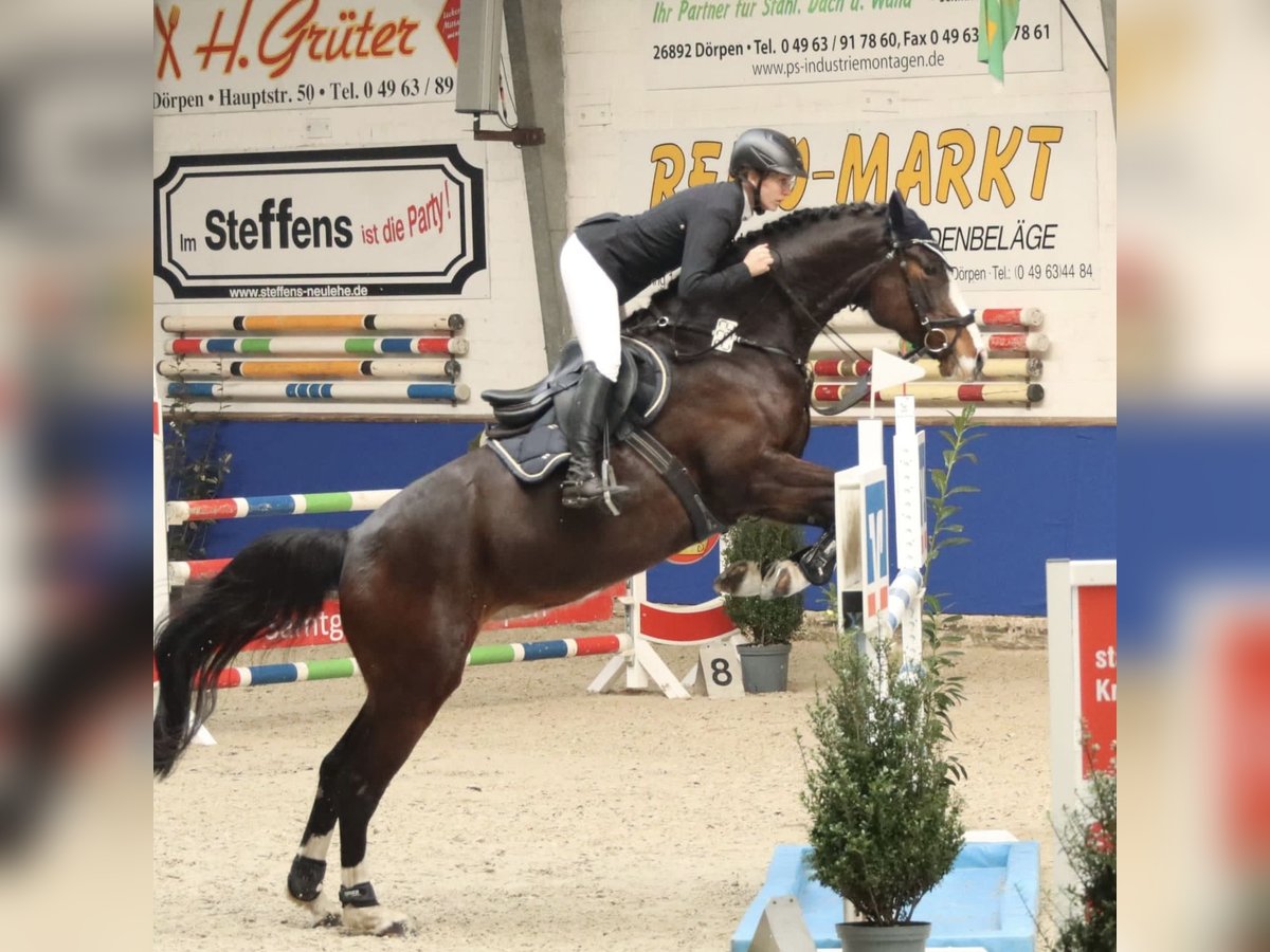 Hannoveraner Stute 9 Jahre 169 cm Dunkelbrauner in D&#xF6;rpenD&#xF6;rpen