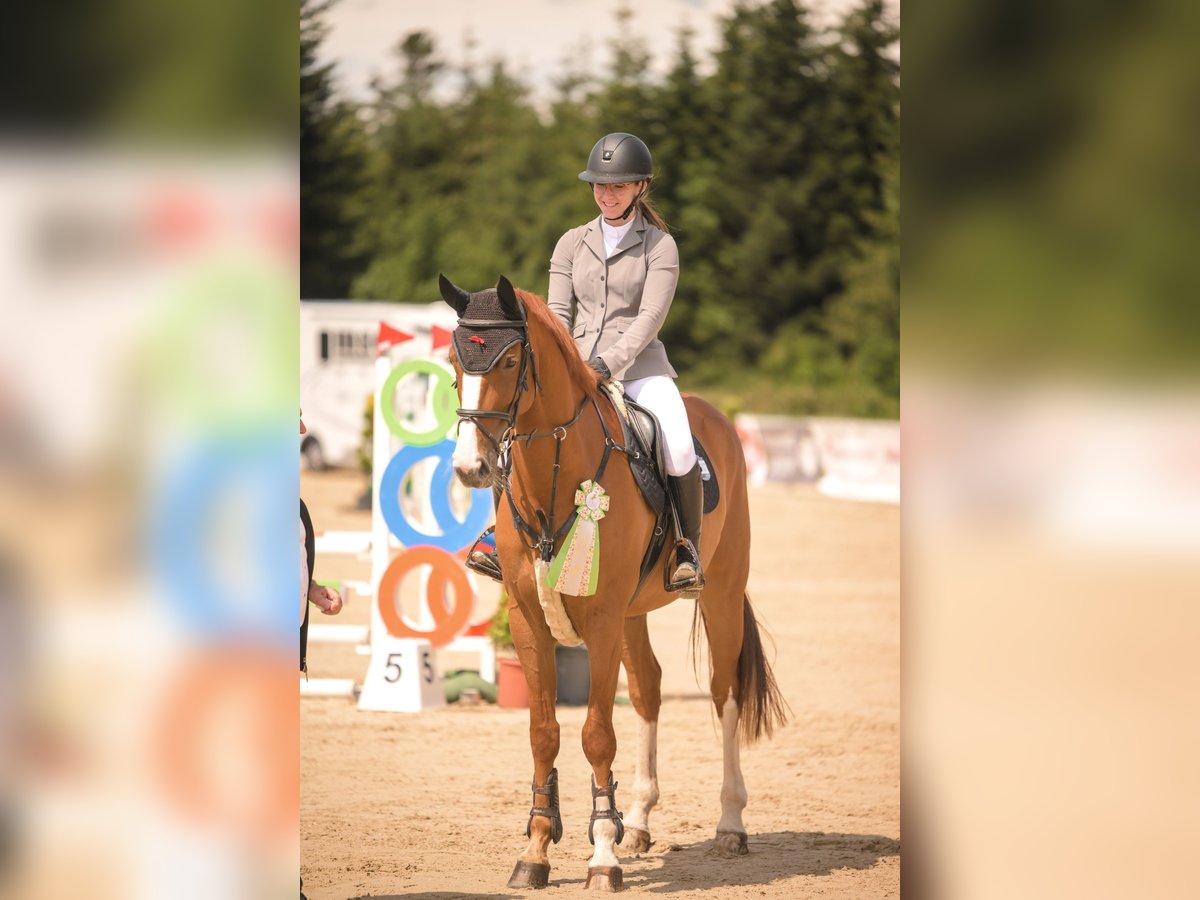 Hannoveraner Stute 9 Jahre 170 cm Fuchs in Grömbach Hannoveraner Stute 9 Jahre 170 cm Fuchs in Grömbach