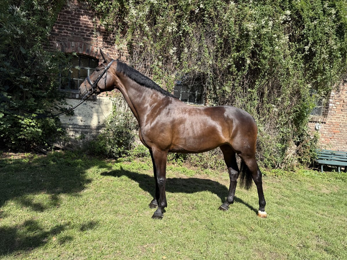 Hannoveraner Stute 9 Jahre 172 cm Brauner in Kerpen