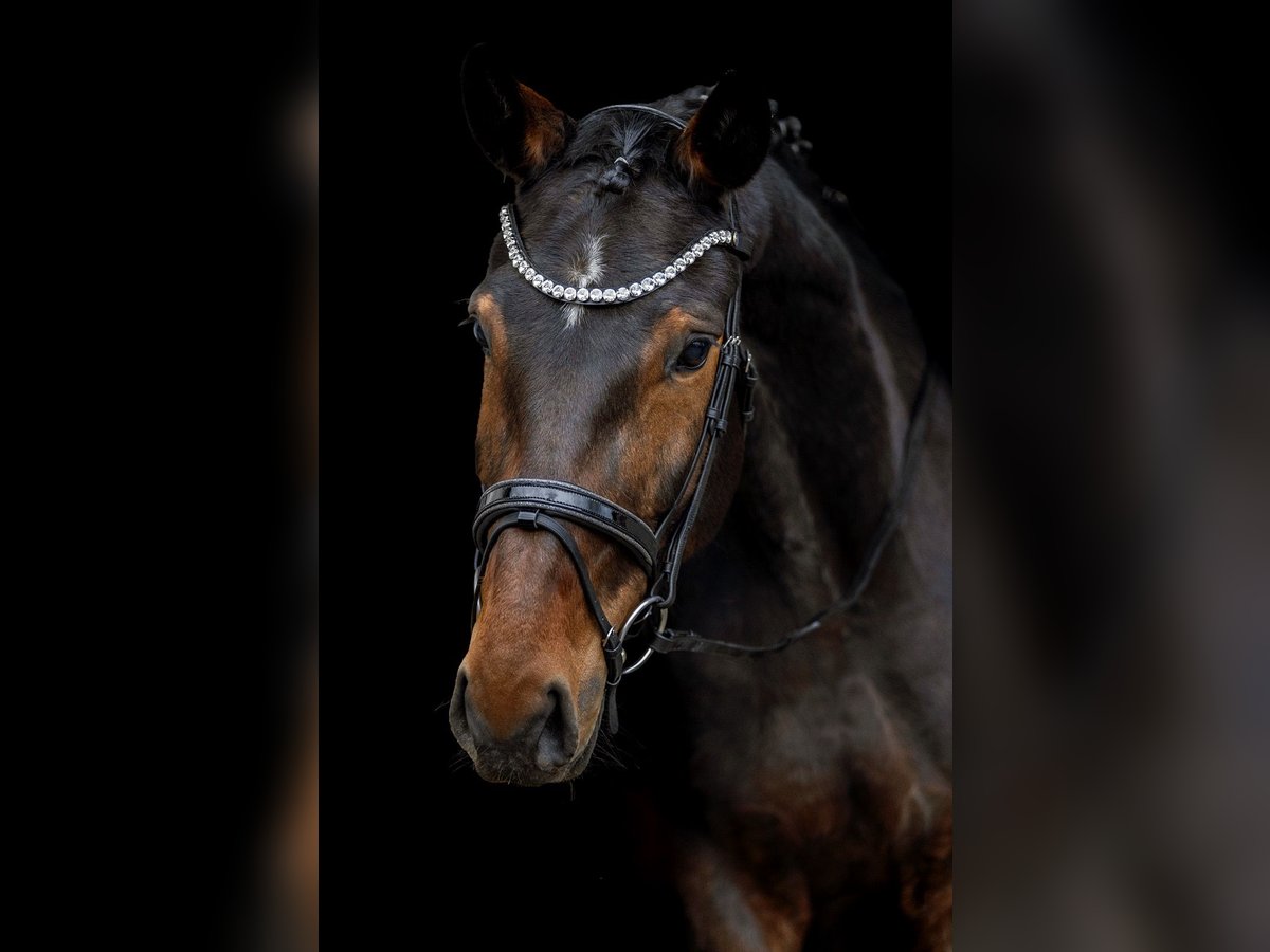 Hannoveraner Stute 9 Jahre 174 cm Brauner in Hohenahr