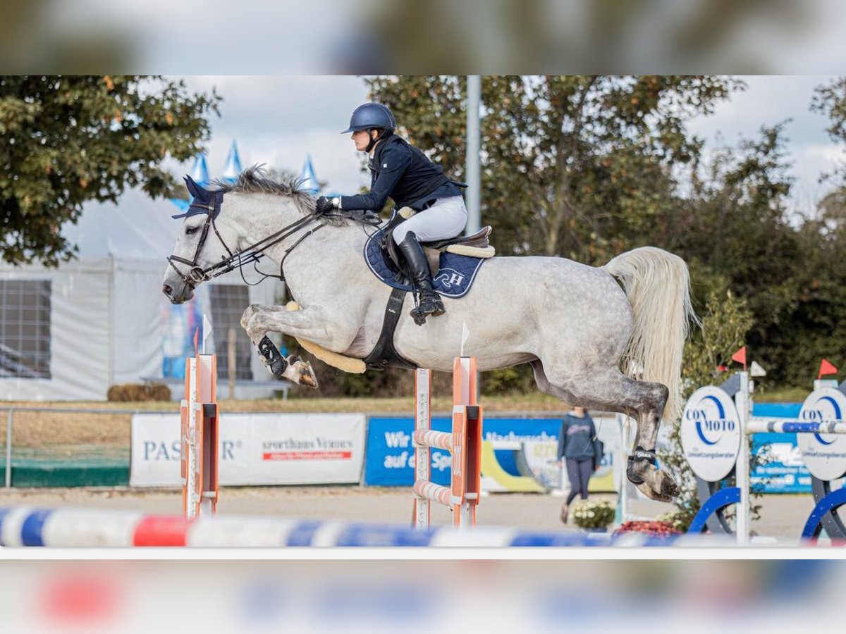 Hannoveraner Stute 9 Jahre 174 cm Schimmel in Rennau