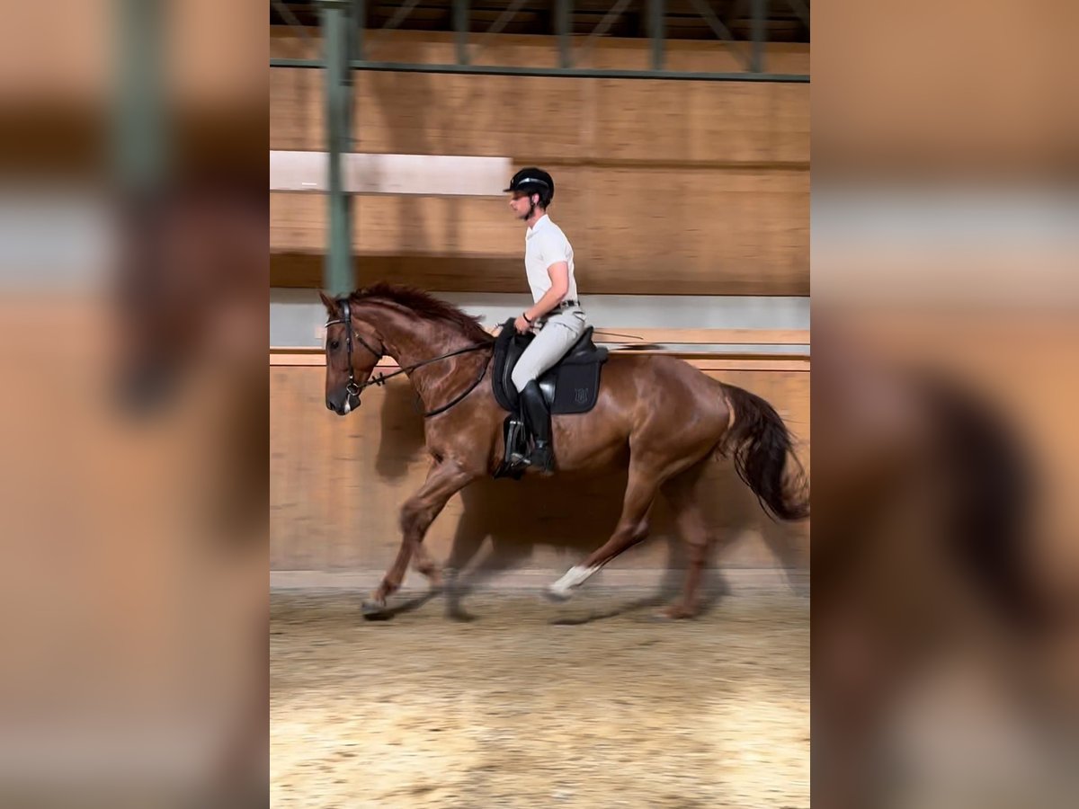 Hannoveraner Stute 9 Jahre 176 cm Fuchs in Burgstädt