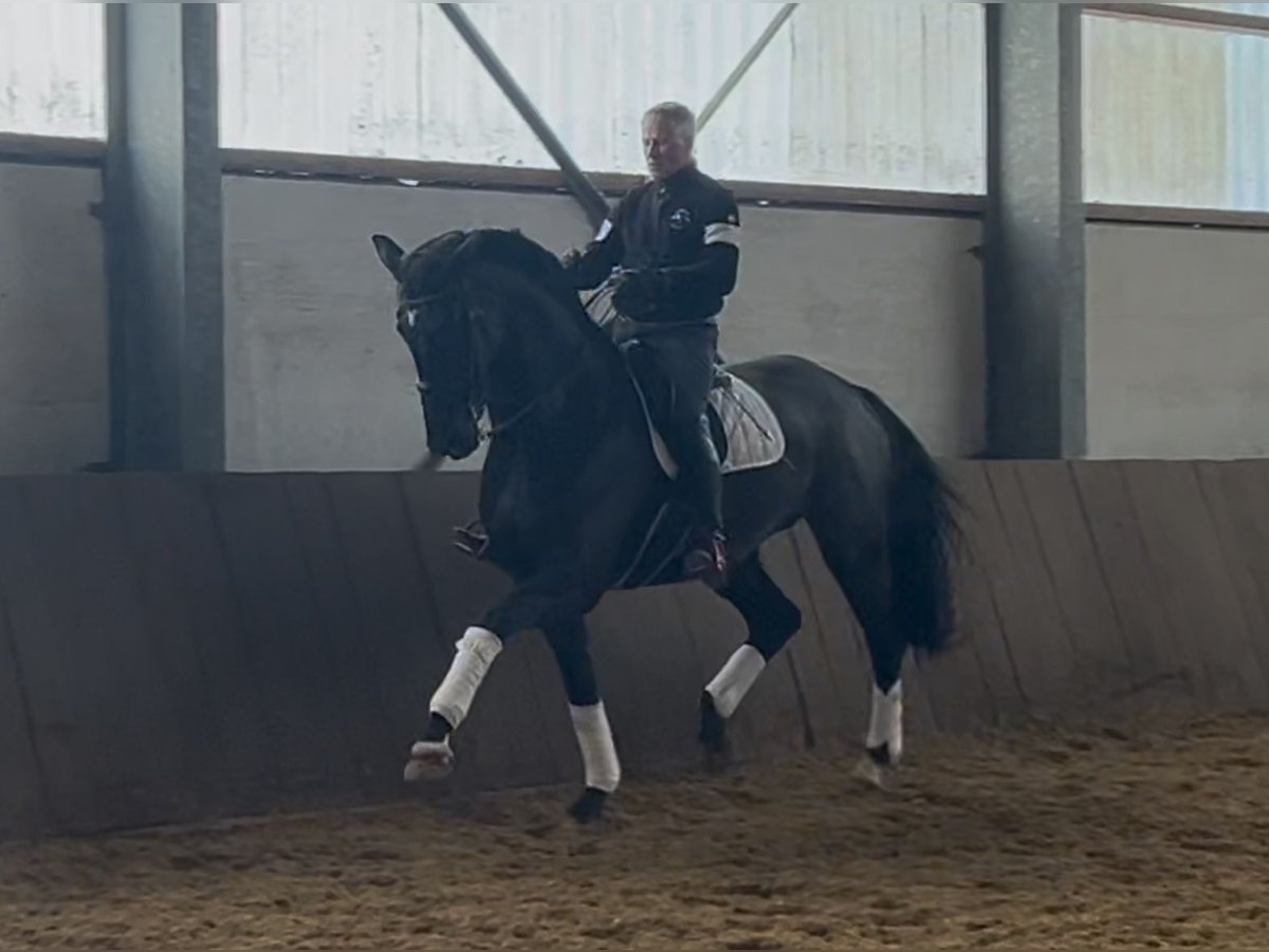 Hannoveraner Stute 9 Jahre 180 cm Dunkelbrauner in EnnepetalEnnepetal